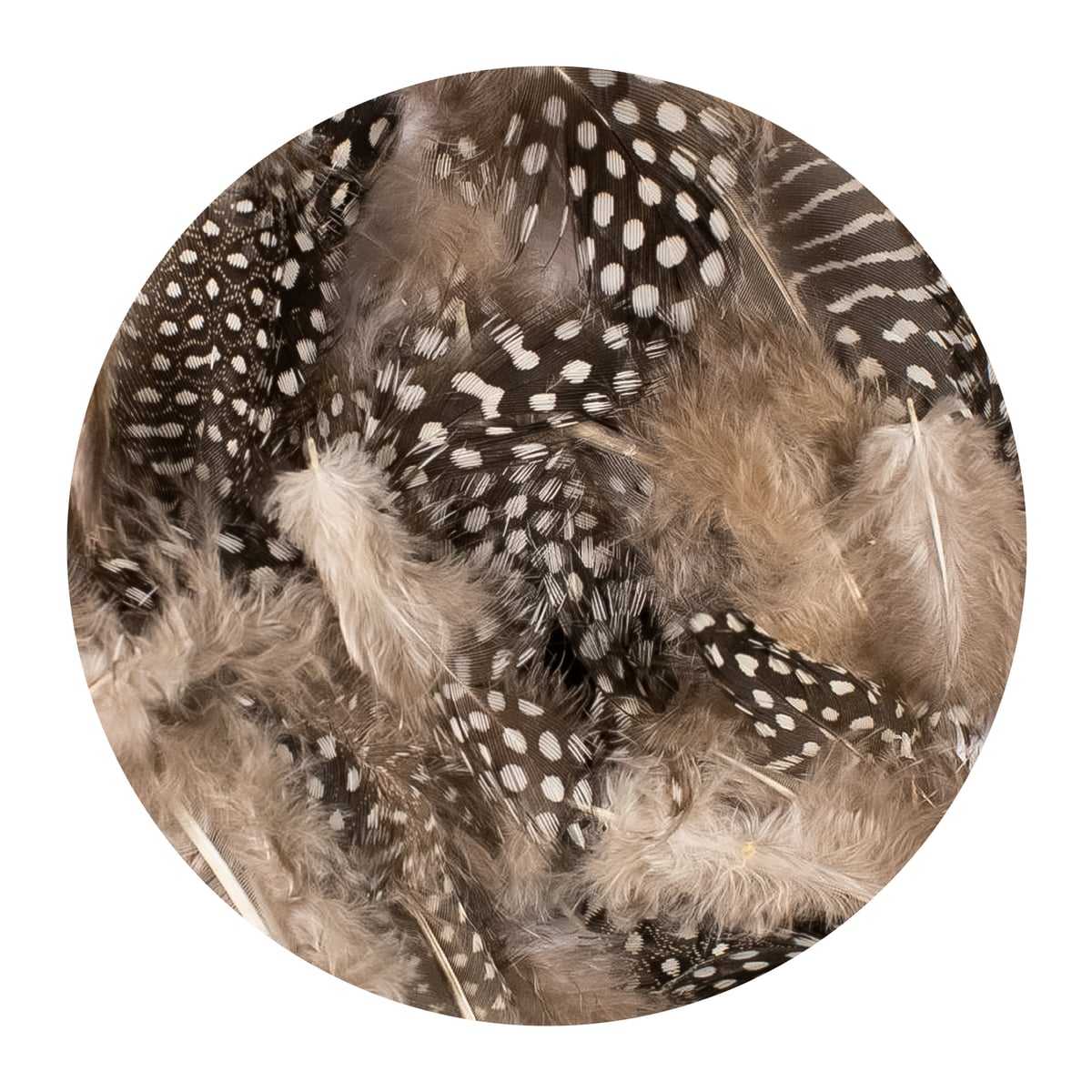 Feathers Guinea Fowl Black & White 3G